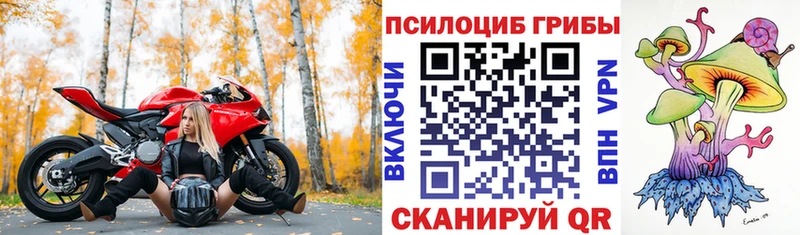 OMG маркетплейс  Мглин  Галлюциногенные грибы Psilocybe 